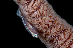 Bryaninops