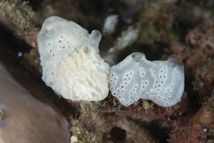 Holozoidae