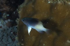 Chrysiptera rollandi