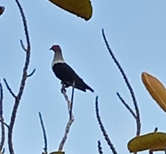 Alectroenas pulcherrimus