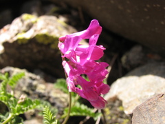 Vicia alpestris