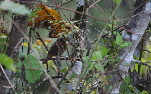 Spot-necked Babbler (Stachyris strialata), photo 2