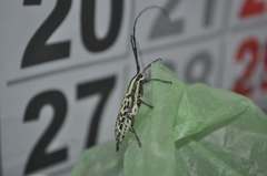 Macrochenus tigrinus