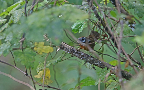 Spot-necked Babbler (Stachyris strialata), photo 7