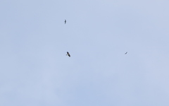 Accipiter trivirgatus
