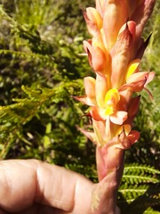 Disa chrysostachya
