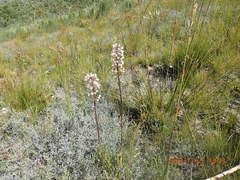 Eulophia barbata