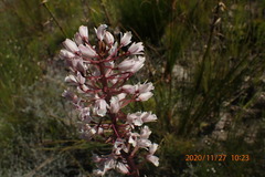 Eulophia barbata