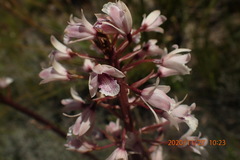 Eulophia barbata