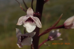 Eulophia barbata