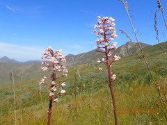 Eulophia barbata