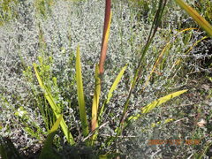 Eulophia barbata