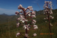 Eulophia barbata