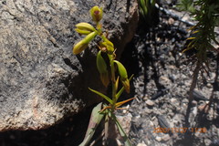Eulophia ustulata