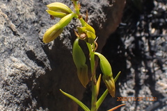 Eulophia ustulata