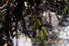 Eulophia ustulata