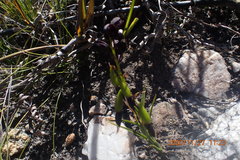 Eulophia ustulata