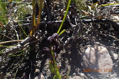 Eulophia ustulata