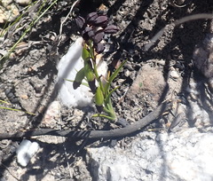 Eulophia ustulata