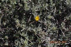 Aspalathus digitifolia