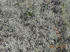 Aspalathus digitifolia