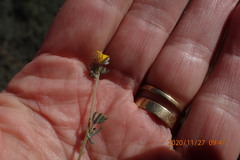 Aspalathus digitifolia