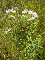 Symphyotrichum novae-angliae