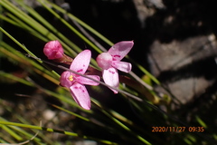 Disa vaginata