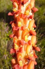Disa chrysostachya