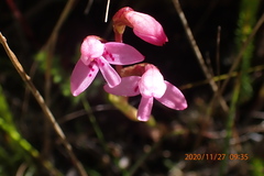 Disa vaginata