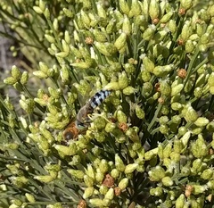 Bembix americana comata