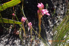 Disa vaginata