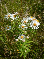 Symphyotrichum novae-angliae