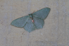 Chloropteryx punctilinea