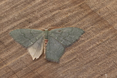 Chloropteryx punctilinea