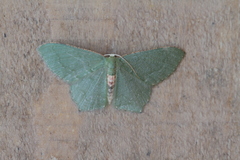 Chloropteryx punctilinea
