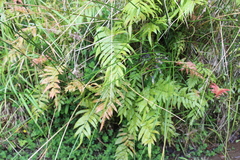 Blechnum novae-zelandiae