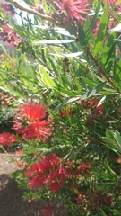 Amphylaeus morosus