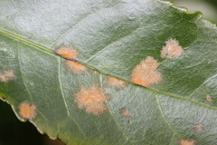 Cephaleuros lagerheimii