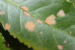 Cephaleuros lagerheimii