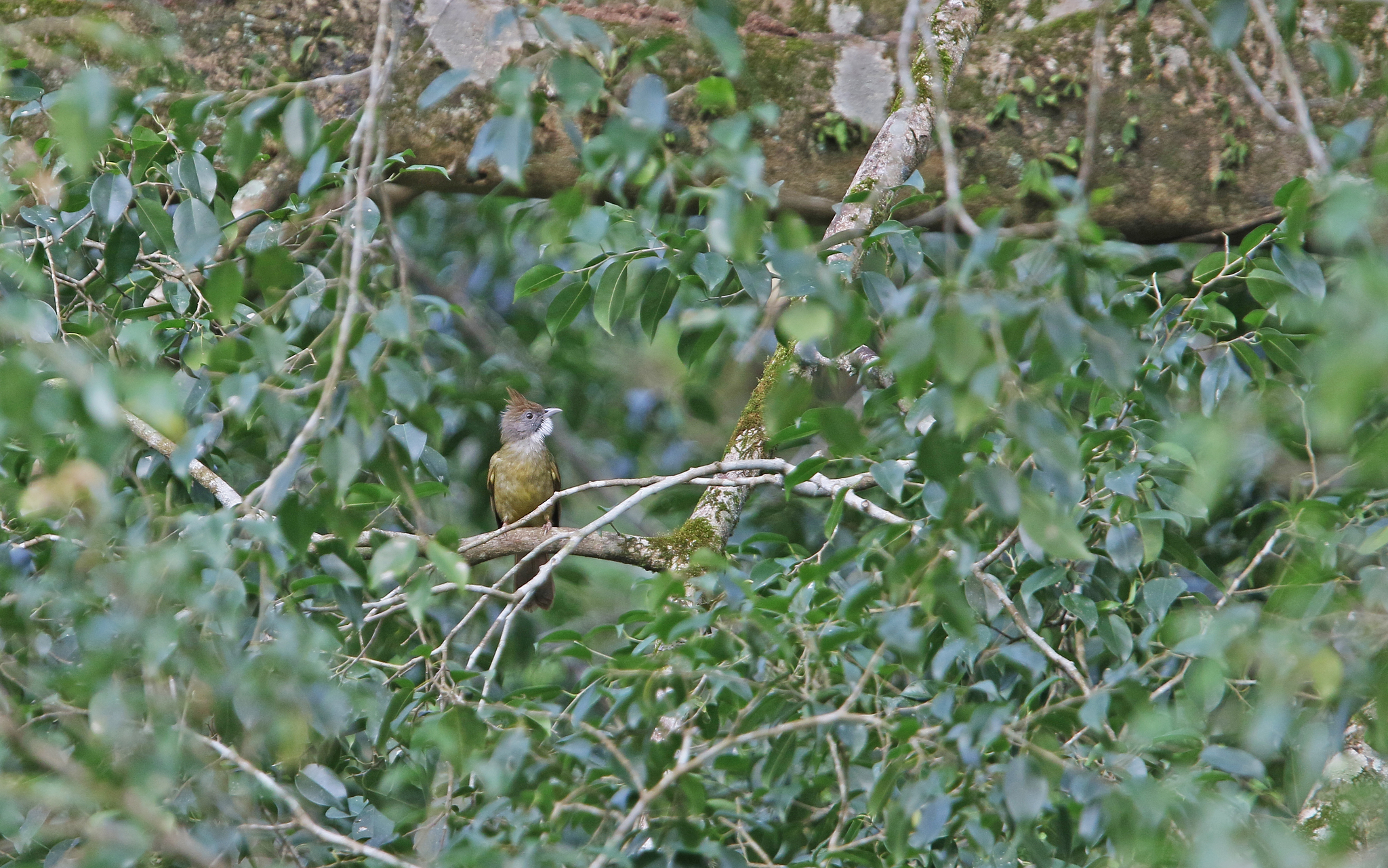 Puff-throated Bulbul