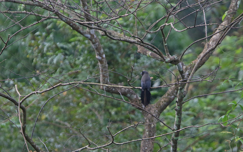 Ratchet-tailed Treepie (Temnurus temnurus), photo 7