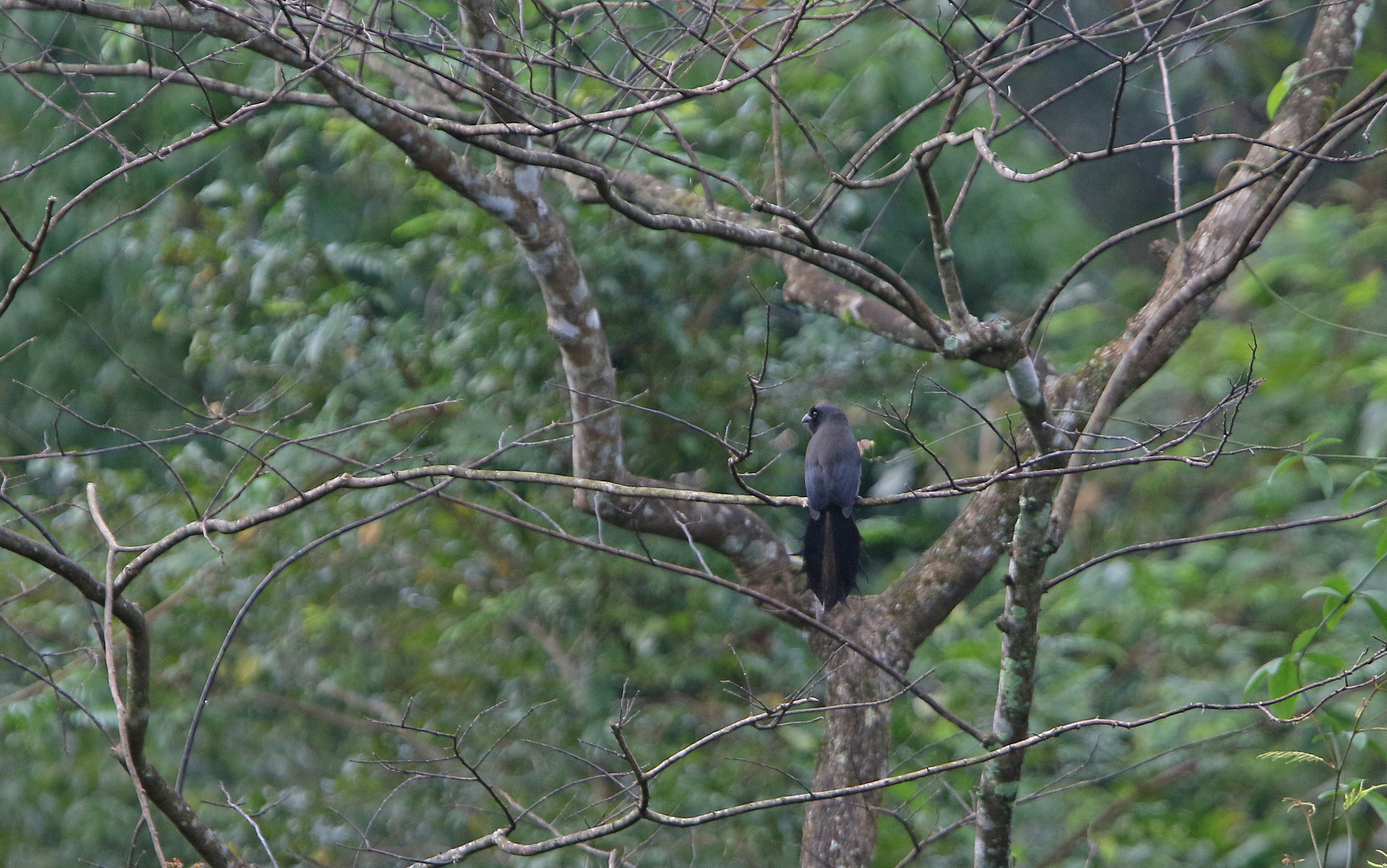 Ratchet-tailed Treepie