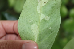 Phyllocoptes coprosmae