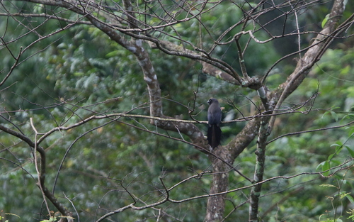 Ratchet-tailed Treepie (Temnurus temnurus), photo 8