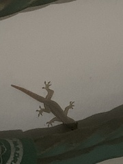 Hemidactylus frenatus