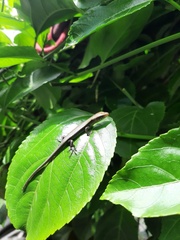 Eutropis multifasciata