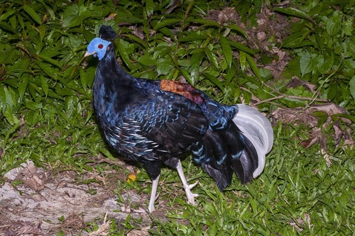 Maleise kuiffazant (Lophura rufa)
