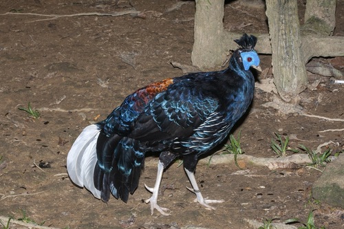 Malayan Crested Fireback (Lophura rufa), photo 9