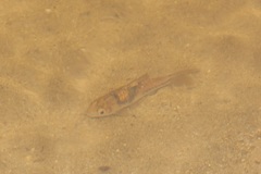 Striuntius lateristriga
